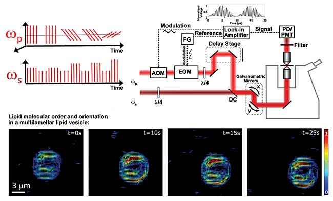 Fast polarization-resolved SRS. The polarization of the pump beam