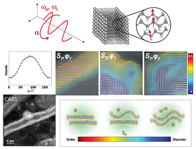 Polarization-resolved (PR)-CARS showing a rotation of polarization focused on a lipid bilayer, exhibiting preferred orientations of the CH2 bonds.