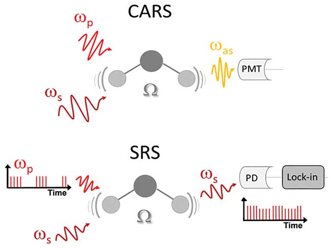 Coherent anti-Stokes Raman scattering (CARS) and stimulated Raman scattering (SRS) principle showing a molecular vibration mode excited by both Stokes and pump laser beams.