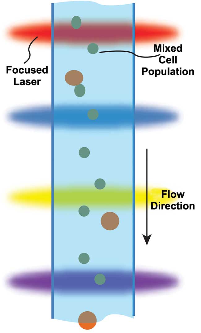 In flow cytometry, cells flow past multiple focused laser beams that are usually arranged as a sequence of elliptical foci.