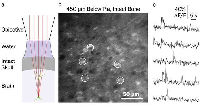 Allen Institute image of calcium imaging through intact mouse skull.