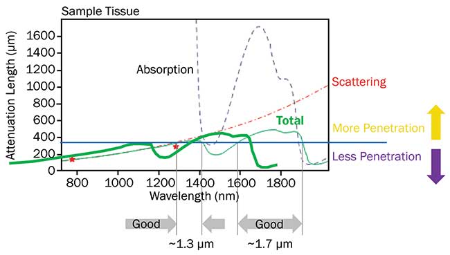 The penetration depth for ultrafast lasers in live brain tissue is limited by a combination of scattering and absorption. 