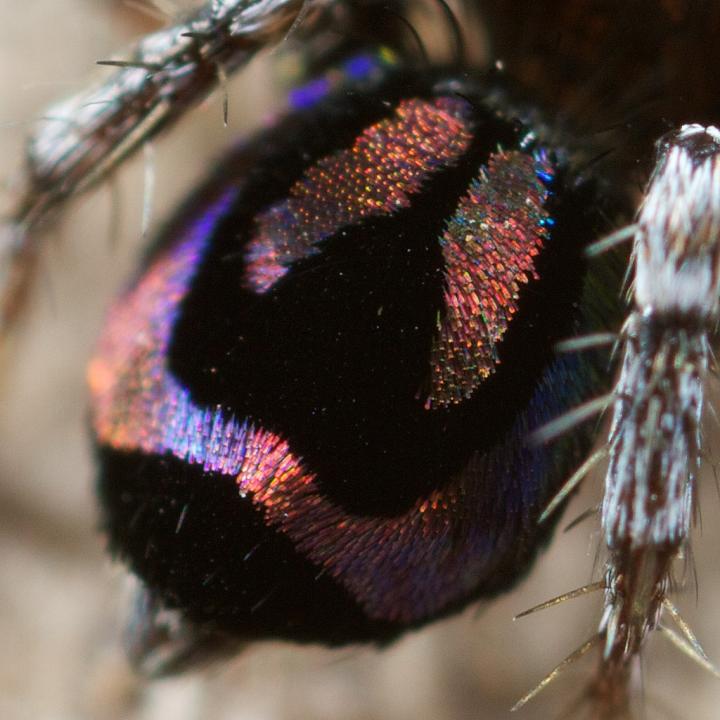 Iridescent Spiders Provide Inspiration for Optics Design