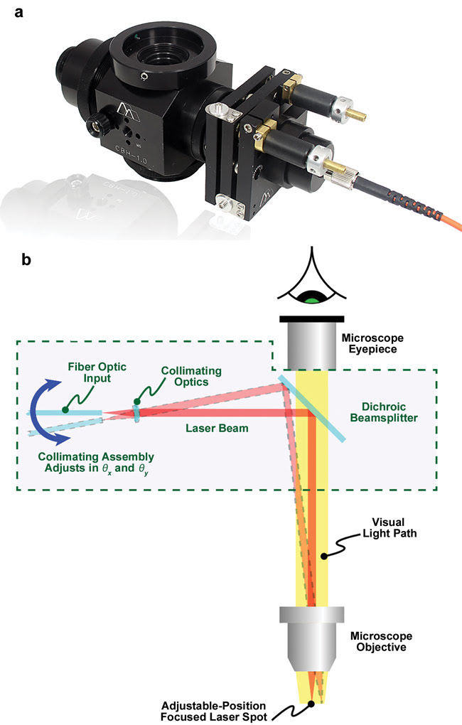 Figure 1. The IS-OGP, a modular subassembly from Siskiyou, collimates light from an input single-mode fiber and directs it anywhere in the field of view of an upright microscope via a 45° beamsplitter (a). The light can be focused to an adjustable-diameter spot, the position of which is precisely located or scanned via mechanical (differential screw) or automated actuators (b). Courtesy of Siskiyou.