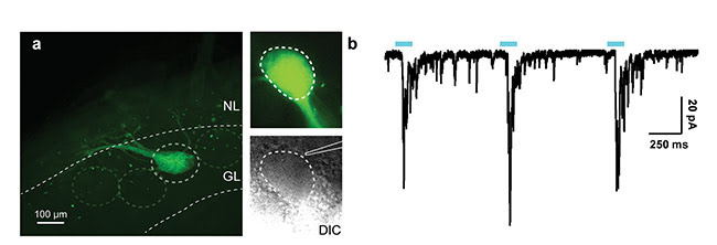 Figure 2. Light-evoked responses in the olfactory bulb (OB) neurons receiving olfactory sensory neuron input. An OB slice showing the axons of olfactory sensory neurons coexpressing the odorant receptor M72 and ChR2 (a, left). Another slice under fluorescent illumination (a, top right) and differential interference contrast (a, bottom right) in which the OB neurons are visible. Whole-cell recording in voltage clamp configuration (Vhold = -70 mV) from an OB neuron (b). Laser stimulation causes large, inward post-synaptic currents indicating that light-sensitive olfactory sensory neurons form synapses with this cell. NL: nerve layer; GL: glomerular layer; DIC: differential interference contrast. Courtesy of Andrew H. Moberly and Minghong Ma, University of Pennsylvania Mahoney Institute for Neurosciences.