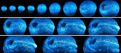 A new light sheet microscope has given scientists a window into mouse development. Courtesy of K. McDole et al/Cell 2018.