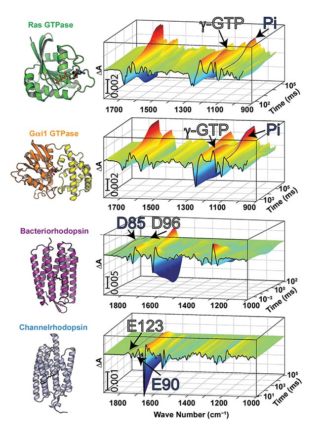 Figure 2. Time-resolved FTIR spectra of the GTP hydrolysis reaction in the small GTPase Ras (PDB-ID 1QRA) with the trigger NPEcgGTP of the GTP hydrolysis reaction in the heterotrimeric GTPase Gai1, using the trigger pHPcgGTP (PDB-ID 1GIA) of the photocycle of the proton pump bacteriorhodopsin (PDB-ID 1QHJ), and the photocycle of the optogenetic tool channelrhodopsin-2 (PDB-ID 6EID). Bands for the third phosphate group ?-GTP and the cleaved GTPase product Pi are labeled for Ras and Gai1. Acidic amino acids that undergo protonation change during the photocycles of bacteriorhodopsin and channelrhodopsin-2 are further indicated. Courtesy of Ruhr-Universität Bochum.