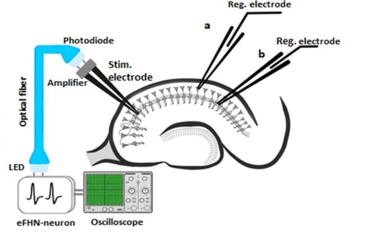 Optoelectronic interface for stimulating brain neurons, Lobachevsky University.