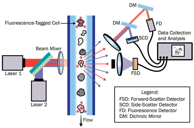 Figure 1. The basic layout of a flow cytometer. Courtesy of Hamamatsu Corp.