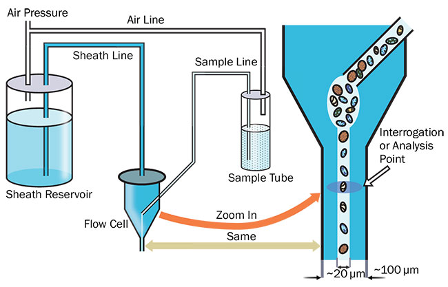 Figure 2. Fluidics and detail of the interrogation process. Courtesy of Hamamatsu Corp.