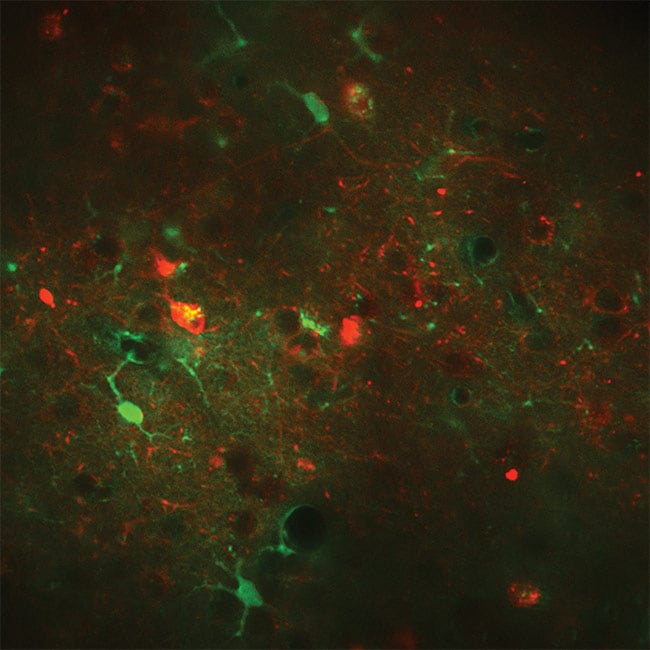 Figure 2. An example of fast frame rate calcium imaging. Overlay of neurons expressing RCaMP1.07 excited at 1100 nm (red) and astrocytes expressing GCaMP6s excited at 940 nm (green) in vivo in a mouse. Excitation source: Chameleon Discovery total power control (TPC). Courtesy of Weber Lab, University of Zurich.