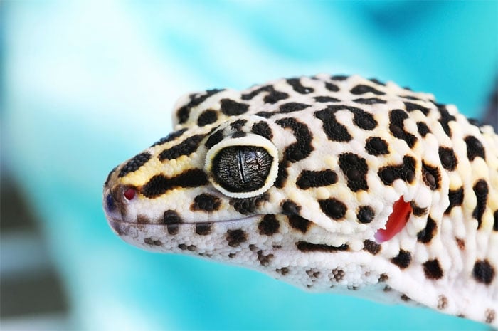 Nano photodetector based on gecko ear structure. Stanford University.