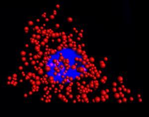 Quantum Dots Replace Dyes to Stabilize Cell Imaging