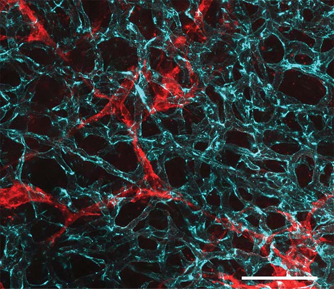 Figure 3. Maximum-intensity projections of lymphatic vessels in mouse embryonic skin obtained by two-photon laser scanning microscopy. Whole-mount images showing PECAM-1 positive blood vessels (cyan) surrounded by VEGFR3-positive lymphatic vessels (red). Scale bar = 100 µm.