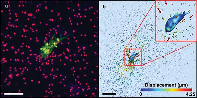  Cell-induced deformations measured with optical coherence microscopy (OCM). 