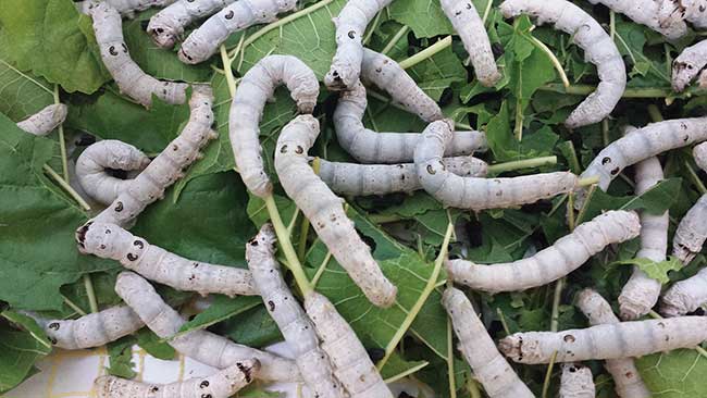 Silkworm rearing