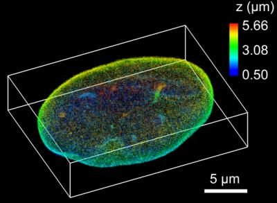 Microscope Provides Precise 3D Imaging of Thick Mammalian Cells