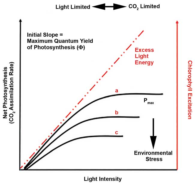 Photosynthetic light response curves performed under favorable conditions