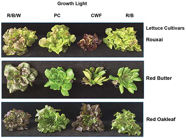 Spectral effects on size, form, and red pigmentation in red lettuce.