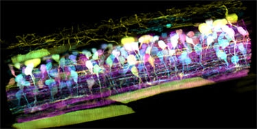 LLSM-AO Microscope, HHMI.