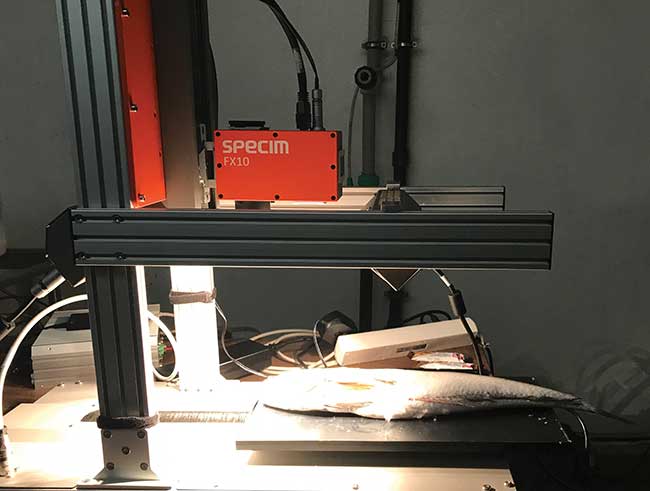 A hyperspectral benchtop system for fish freshness classification.