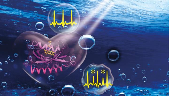 Optogenetic tool for controlling voltage-gated calcium channels
