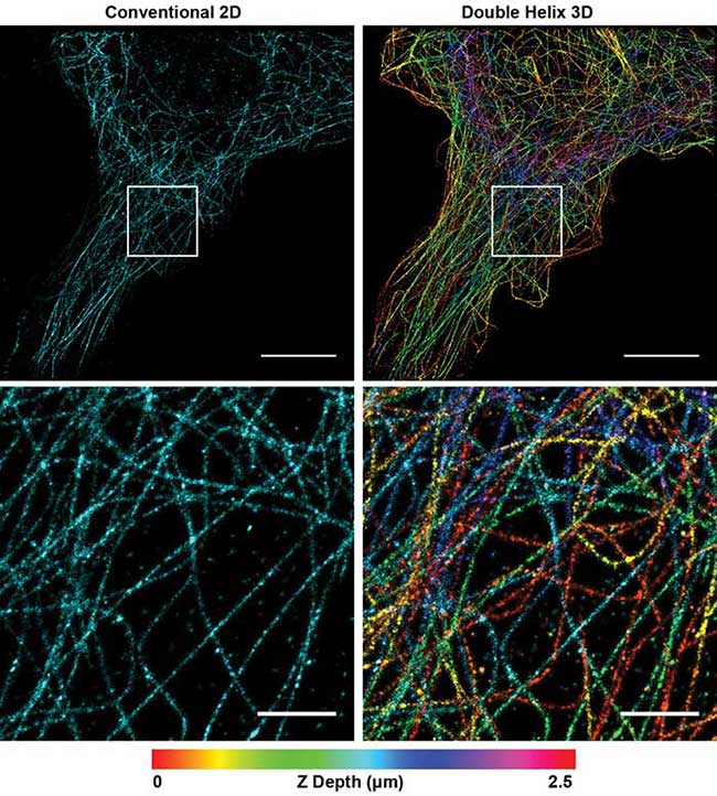 Superresolution image of microtubules in a Cos7 cell. Conventional 2D reconstruction (simulated, left) double helix 3D reconstruction (right).