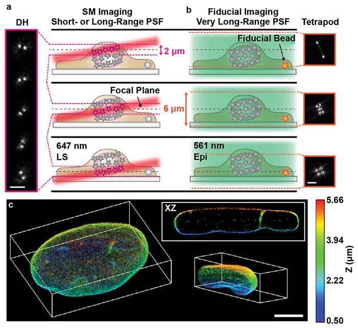 TILT3D combines light sheet microscopy, localization microscopy, and light engineering.