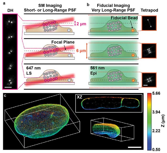 TILT3D combines light sheet microscopy, localization microscopy, and light engineering. 