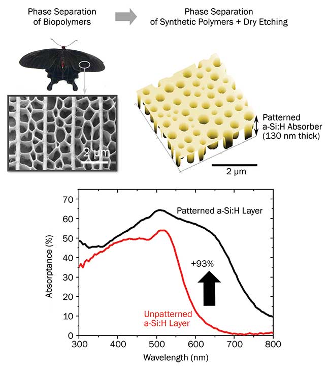 Enhanced sunlight absorption in nanopatterned thin absorbers inspired by the light-harvesting, disordered nanohole arrays decorating the black butterfly wings. 