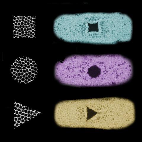 Optogenetics Shapes Tissue to Reconstruct Epithelial Folding
