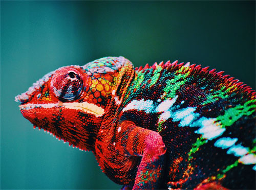 Nanolaser Changes Colors Like a Chameleon