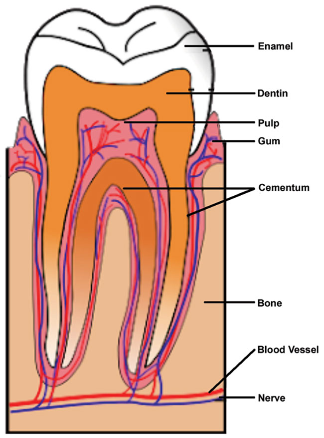 The labeled anatomy of a human tooth.