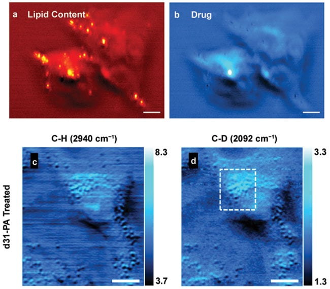  MIP imaging of drugs and metabolites in living cells.