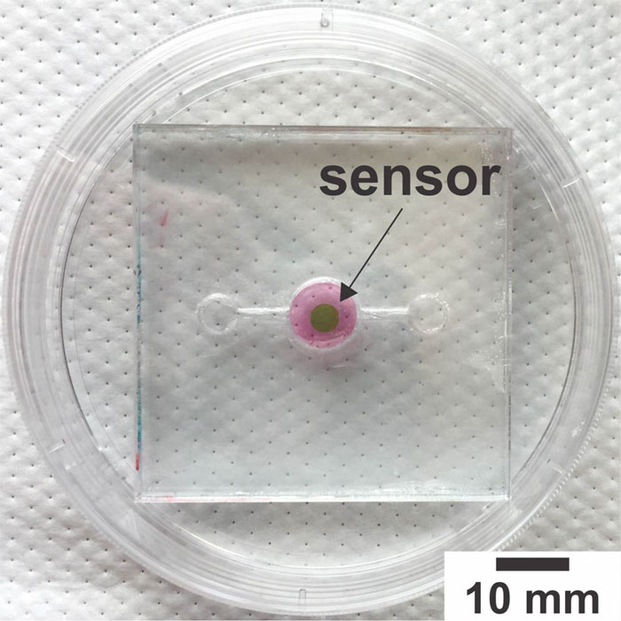 Biosensor Monitors Oxygen in Organ-on-a-Chip Systems