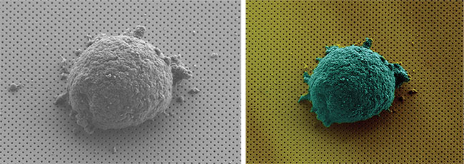 Optofluidic nanoplasmonic biosensor enables single-cell analysis.