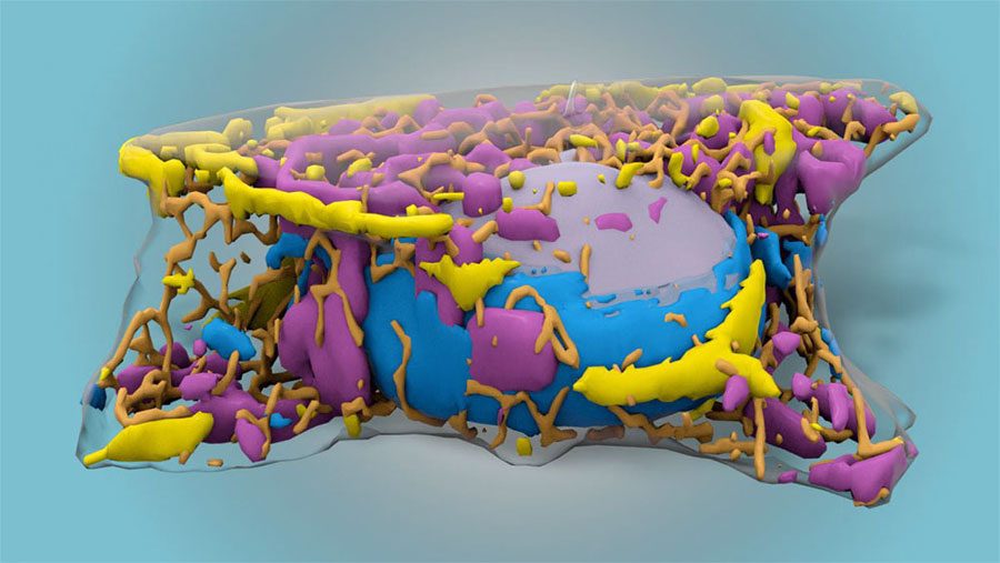 Machine Learning Enables Label-Free Prediction of 3D Images from Transmitted-Light Microscopy