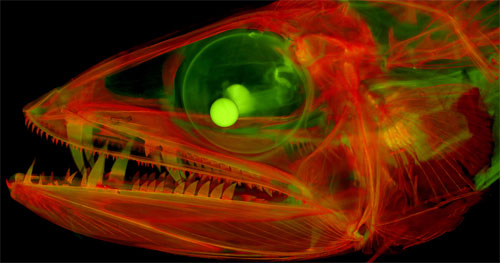 Cleared-and-stained juvenile lancetfish (Alepisaurus) with enormous fangs. Photo under fluorescent light by M. Davis. University of Kansas.