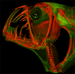 Cleared-and-stained head of a frightening deep-sea predator, Sloaned Viperfish (Chauliodus sloani). Photo under fluorescent light by M. Davis. University of Kansas.