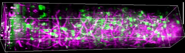 3-photon microscopy for imaging deep into brain of awake mice. MIT Picower Institute.