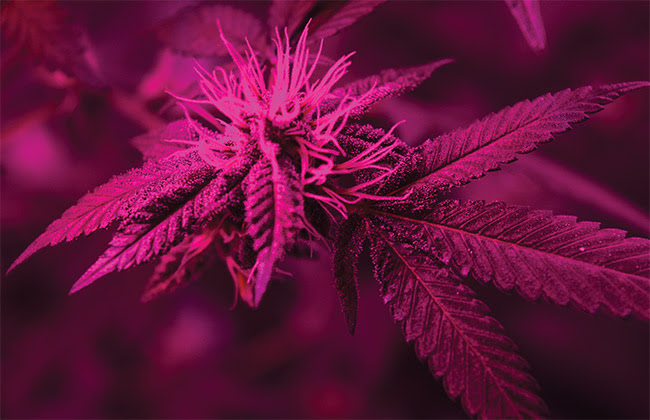 Cannabis Industry Boom is a Boon for Spectroscopic Detection