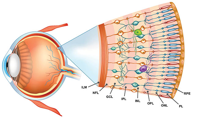 Figure 3. Layers of the human retina, as defined by various functional cells. ILM: inner limiting membrane. NFL: nerve fiber layer; GCL: ganglion cell layer; IPL: inner plexiform layer; INL: inner nuclear layer; OPL: outer plexiform layer; ONL: outer nuclear layer; PL: photoreceptor layer; RPE: retinal pigment epithelium. Courtesy of Wasatch Photonics. 