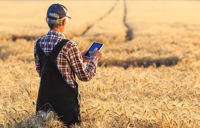 NIR spectroscopy based on LED technology (NIRED) helps farmers monitor the growth of their crops and plan the ideal time for harvest. Courtesy of OSRAM.