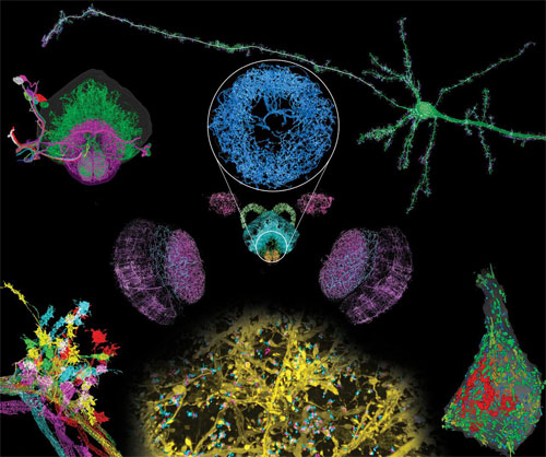 Rapid imaging of large portions of brain tissue, Janelia, HHMI, MIT.