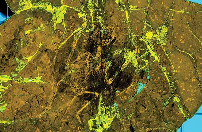 Laser-stimulated fluorescence (LSF) image of pterosaur specimen NJU-57003 shows extensive soft tissue preservation in black, demonstrating that the feathers were preserved in place. Courtesy of Thomas G. Kaye and Michael Pittman.