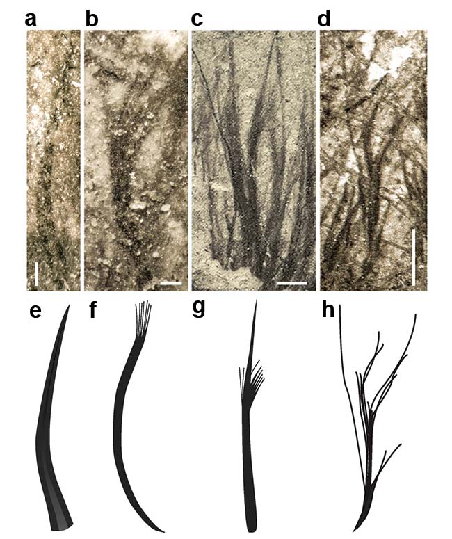 Pterosaurs had at least four feather types: filaments, filament bunches, tufted filaments, and down feathers. Scale bars in photos a-d are: 100 µm, 200 µm, 500 µm, and 1 mm. Courtesy of Zixiao Yang.