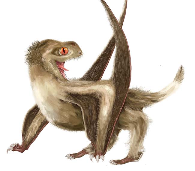 Depiction of a pterosaur, which had four different feather types over its head, neck, body, and wings that would generally have been a ginger-brown color. Courtesy of Yuan Zhang.