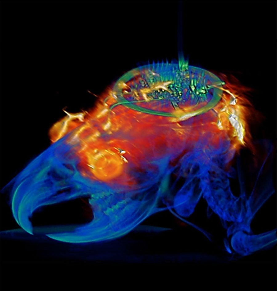Combined image analysis with MRI and CT results superimposed on a 3D rendering of the animal implanted with the programmable bilateral multi µ-ILED device. University of Arizona.