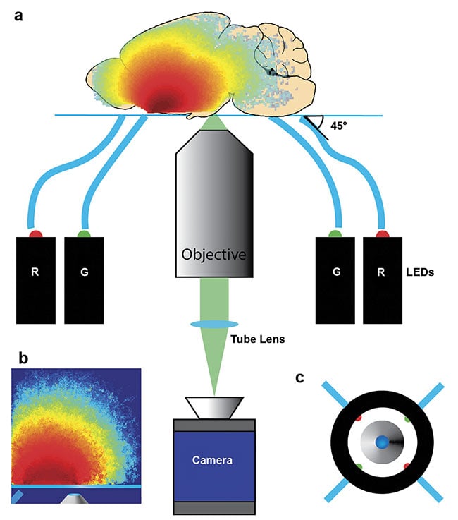  Figure 3. Diagram of a qOBM assembly. Four LEDs, two red (630 nm) and two green (530 nm), sequentially illuminate the target from some distance off axis and at some angle (e.g., 45°), and an image is produced with an inverted microscope (a). Representative photon visitation in the source-detector plane, illustrating again how this epi-illumination scheme generates a virtual light source within the sample through multiple scattering (b). Top-down view of imaging apparatus indicating the entry positions of the four LEDs (c). Reprinted with permission from Reference 8/The Optical Society (OSA). 