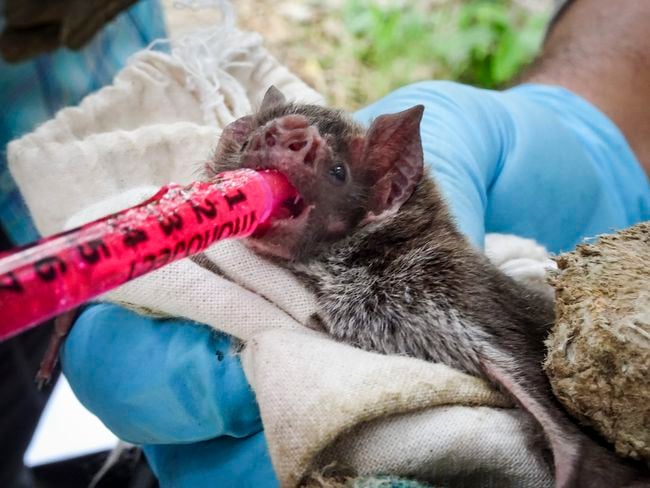 Fluorescent gel is applied to the mouth of a vampire bat in a rural area near Lima, Peru, to test the potential effectiveness of a “spreadable” rabies vaccine. The bright red gel causes bat hair follicles to fluoresce under the microscope, so that researchers can track the spread of the biomarker through the bat population. Photo by Kevin Bakker, University of Michigan.